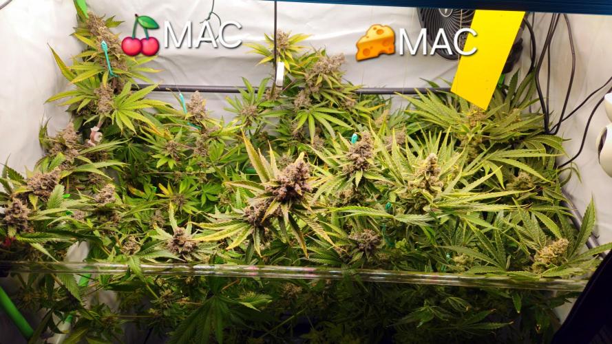 🍒 Cherry Mac Muffin - Cherry Bombed. Week 14