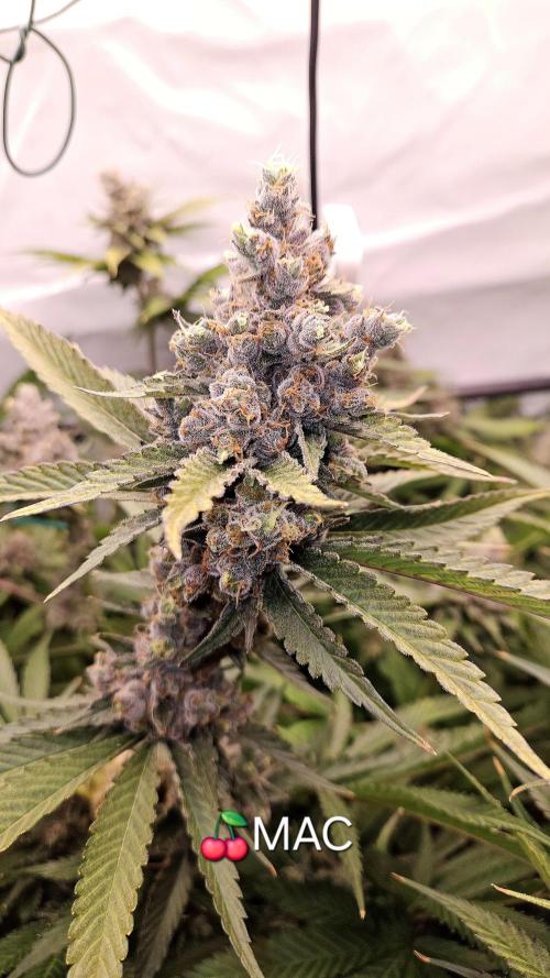 🍒 Cherry Mac Muffin - Cherry Bombed. Week 14