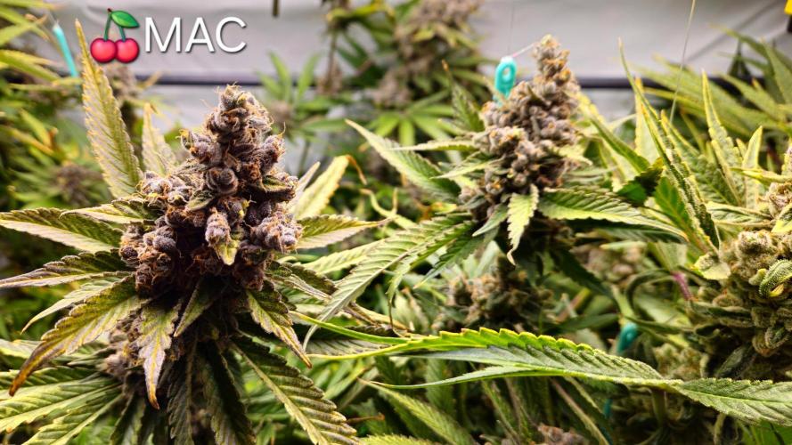 🍒 Cherry Mac Muffin - Cherry Bombed. Week 15