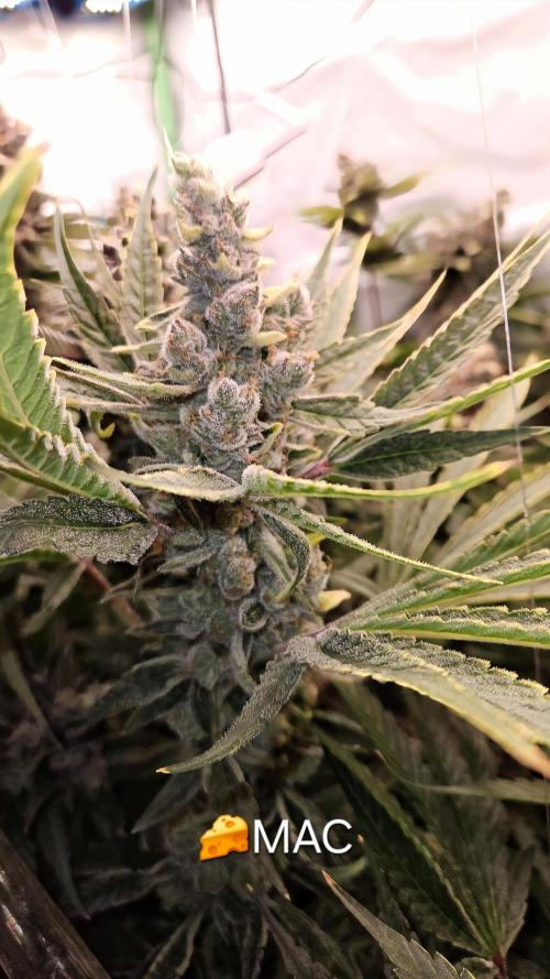 🧀 MAC n Cheese - Cream overkill. Week 14