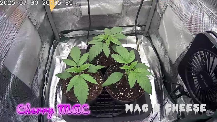 🧀 MAC n Cheese - Cream overkill