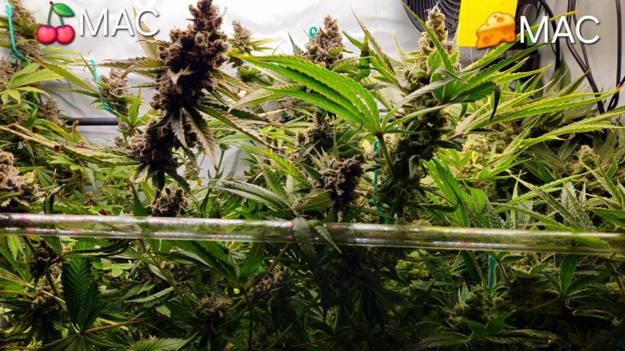 🧀 MAC n Cheese - Cream overkill. Week 15