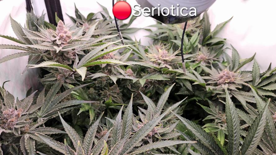 🔴 Seriotica - "Zen in Progress". Week 14