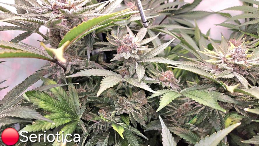 🔴 Seriotica - "Zen in Progress". Week 14