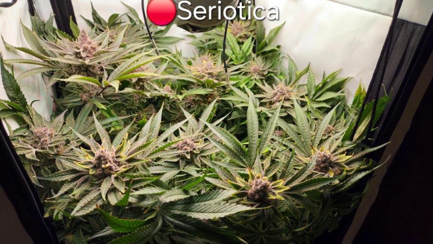 🔴 Seriotica - "Zen in Progress". Week 14