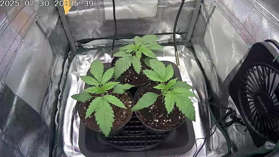 🔴 Seriotica - "Zen in Progress"