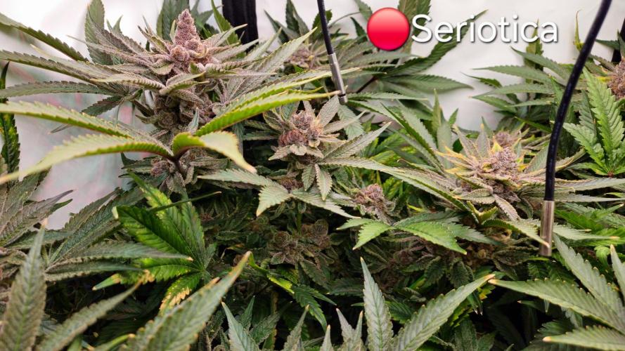 🔴 Seriotica - "Zen in Progress". Week 15