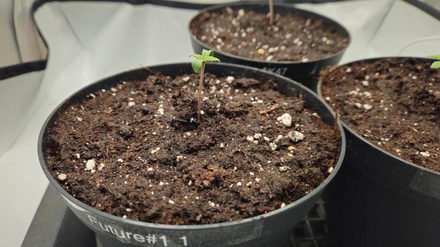 🚀 Future 1 – Advanced Indoor Grow. Week 0