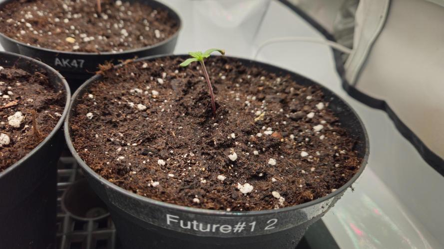 🚀 Future 1 – Advanced Indoor Grow. Week 0