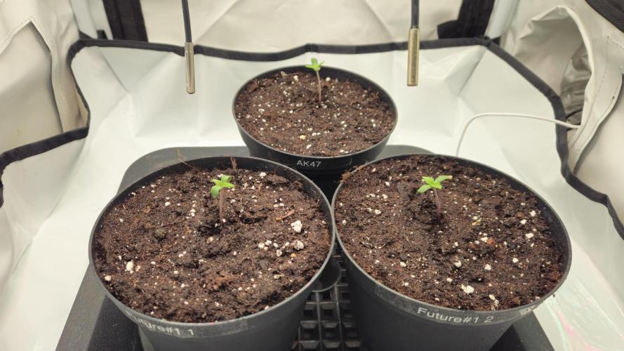 🍓🔥 AK Berry Run. Week 0