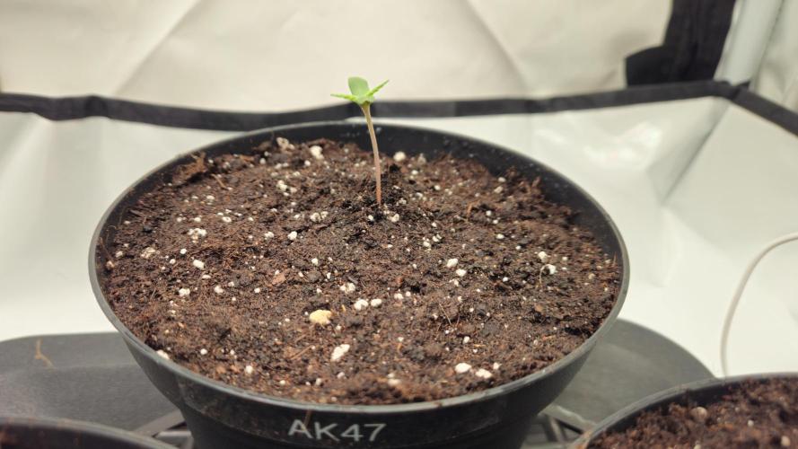 🍓🔥 AK Berry Run. Week 0