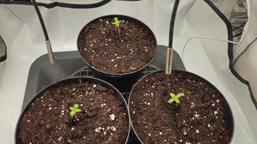 🍓🔥 AK Berry Run. Week 0