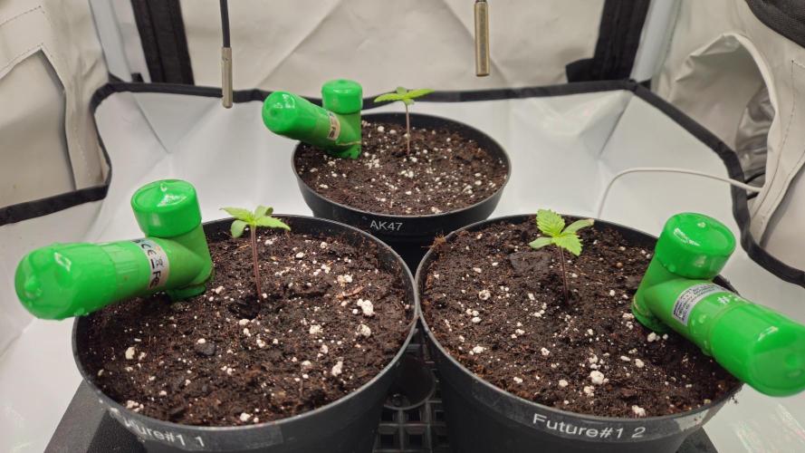 🍓🔥 AK Berry Run. Week 0