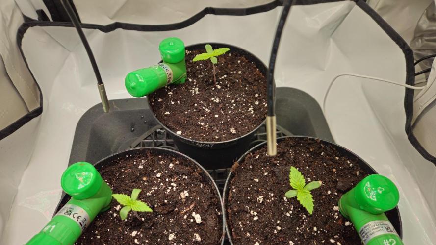 🍓🔥 AK Berry Run. Week 0