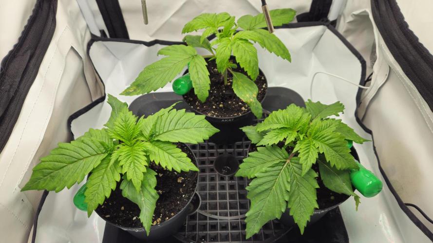 🍓🔥 AK Berry Run. Week 2