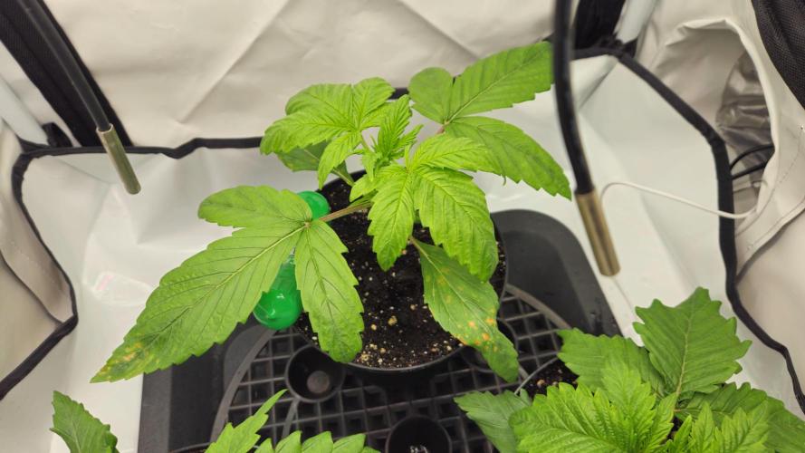 🍓🔥 AK Berry Run. Week 2