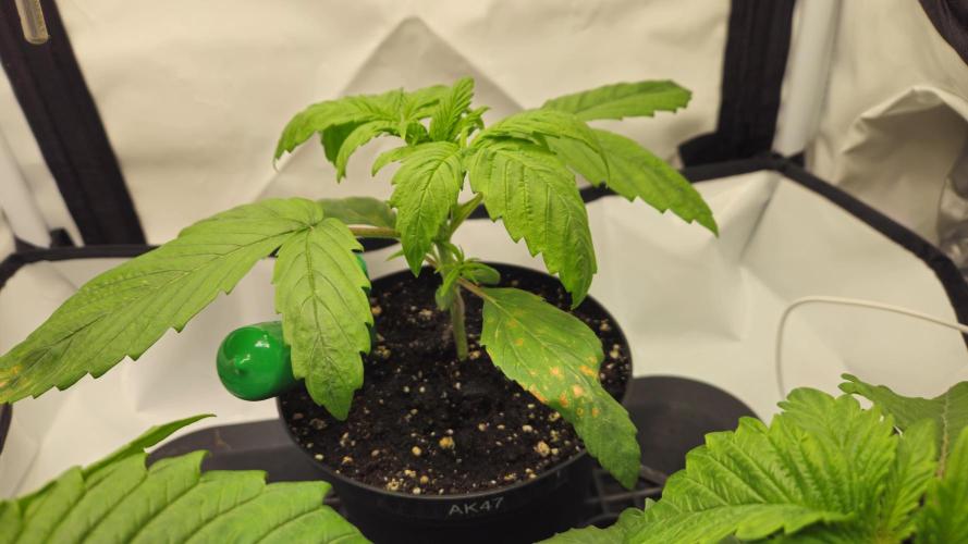 🍓🔥 AK Berry Run. Week 2