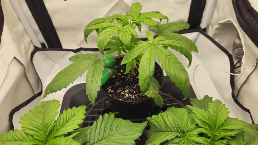 🍓🔥 AK Berry Run. Week 2