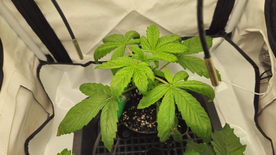 🍓🔥 AK Berry Run. Week 2