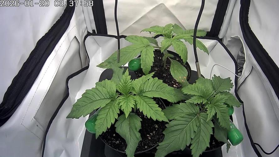 🚀 Future 1 – Advanced Indoor Grow