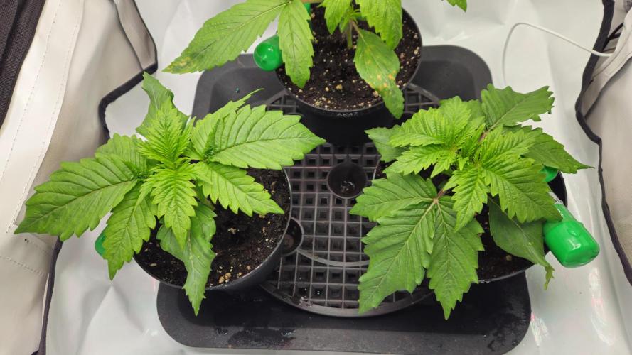 🚀 Future 1 – Advanced Indoor Grow. Week 2