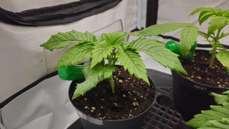 🚀 Future 1 – Advanced Indoor Grow. Week 2