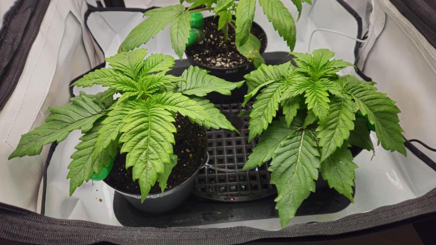 🚀 Future 1 – Advanced Indoor Grow. Week 2