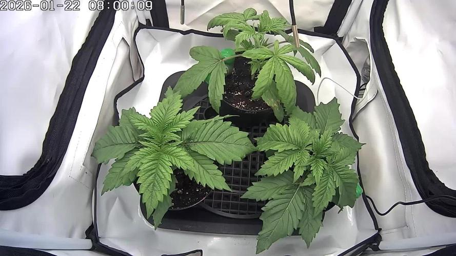 🍓🔥 AK Berry Run