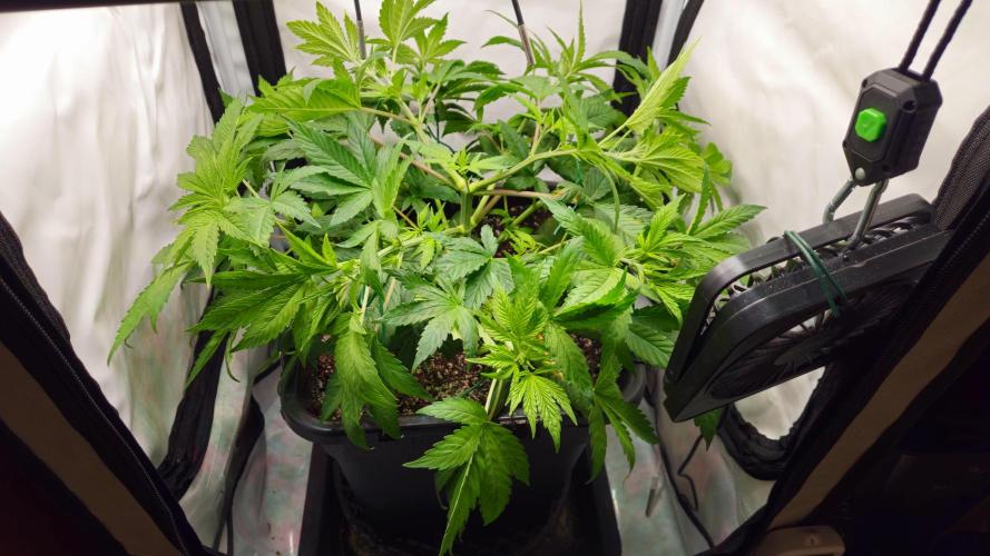 🍓🔥 AK Berry Run. Week 6