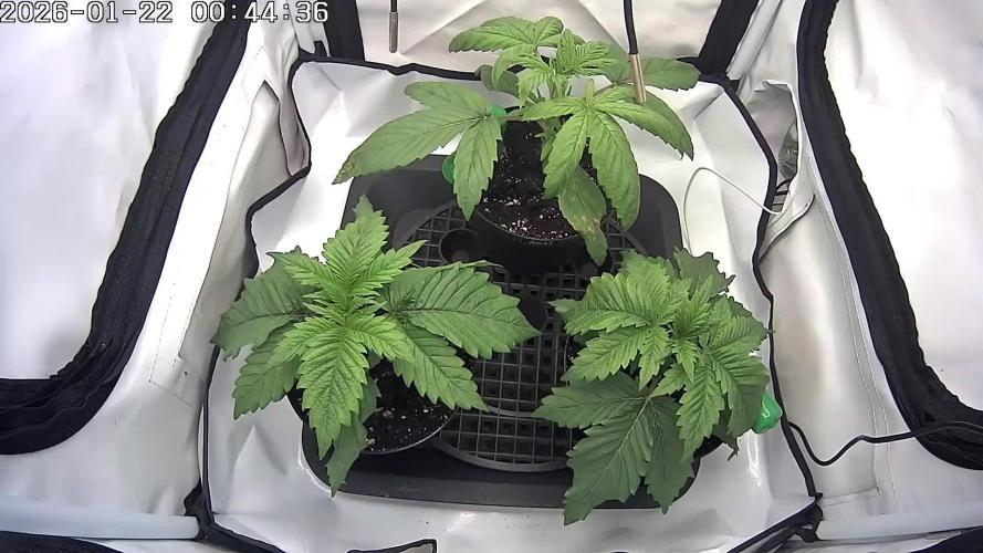 🚀 Future 1 – Advanced Indoor Grow