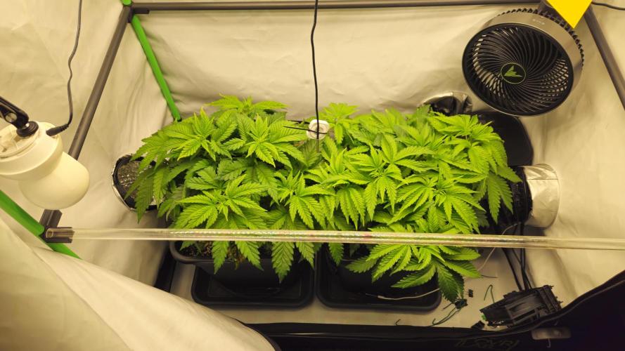 🚀 Future 1 – Advanced Indoor Grow. Week 6