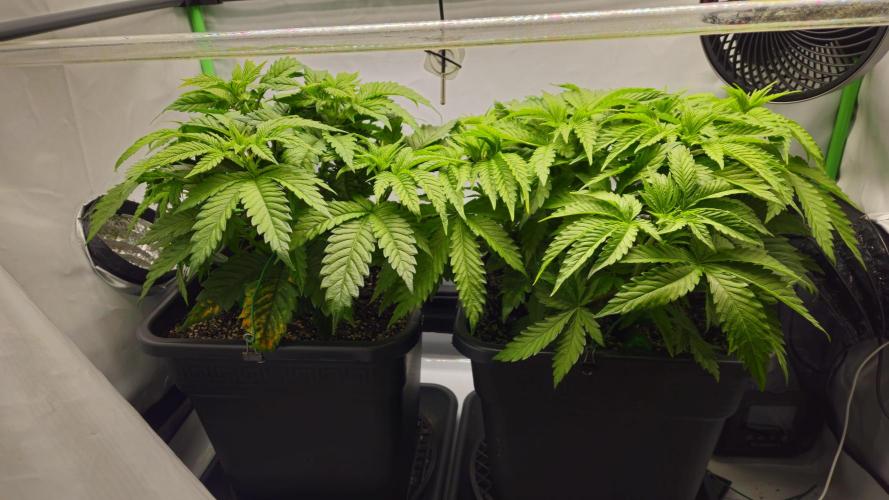 🚀 Future 1 – Advanced Indoor Grow. Week 6