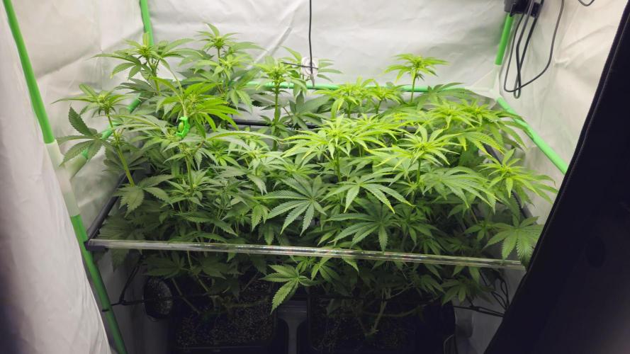🚀 Future 1 – Advanced Indoor Grow. Week 8