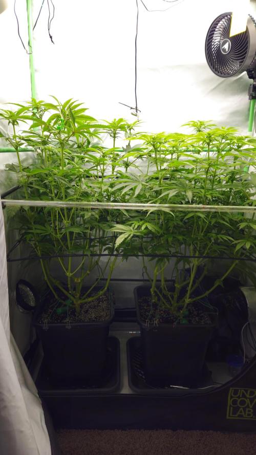 🚀 Future 1 – Advanced Indoor Grow. Week 8