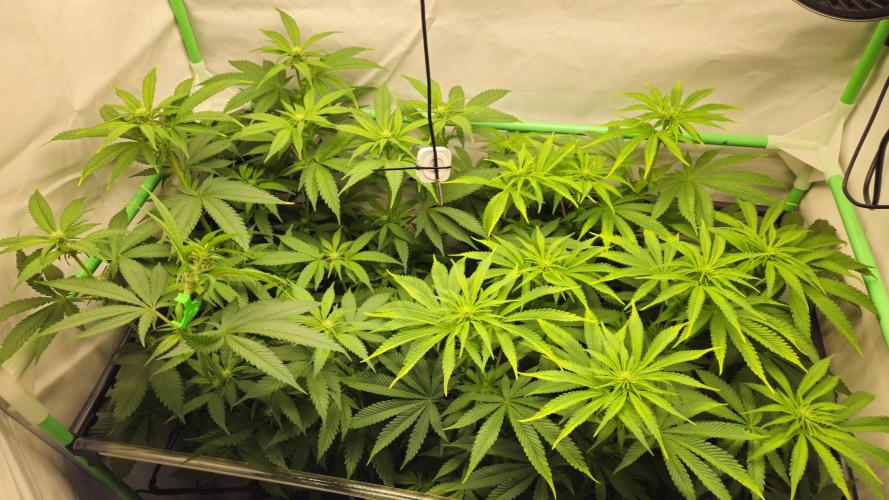 🚀 Future 1 – Advanced Indoor Grow. Week 8
