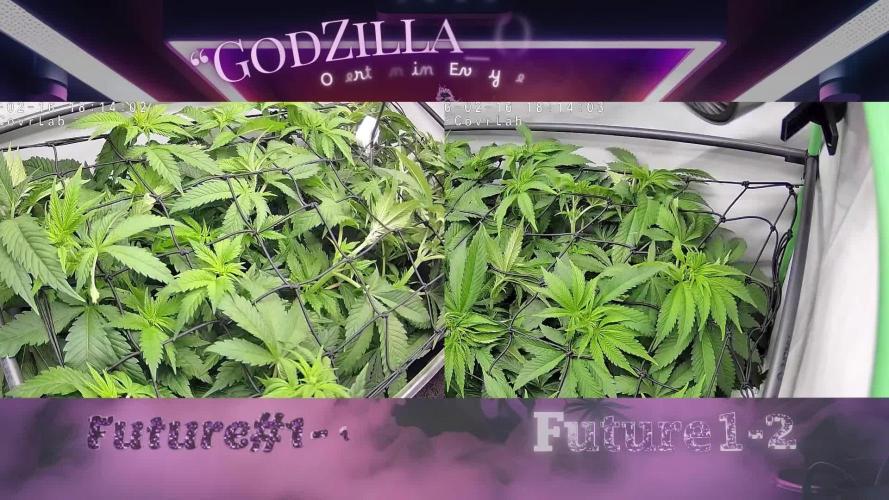 🚀 Future 1 – Advanced Indoor Grow