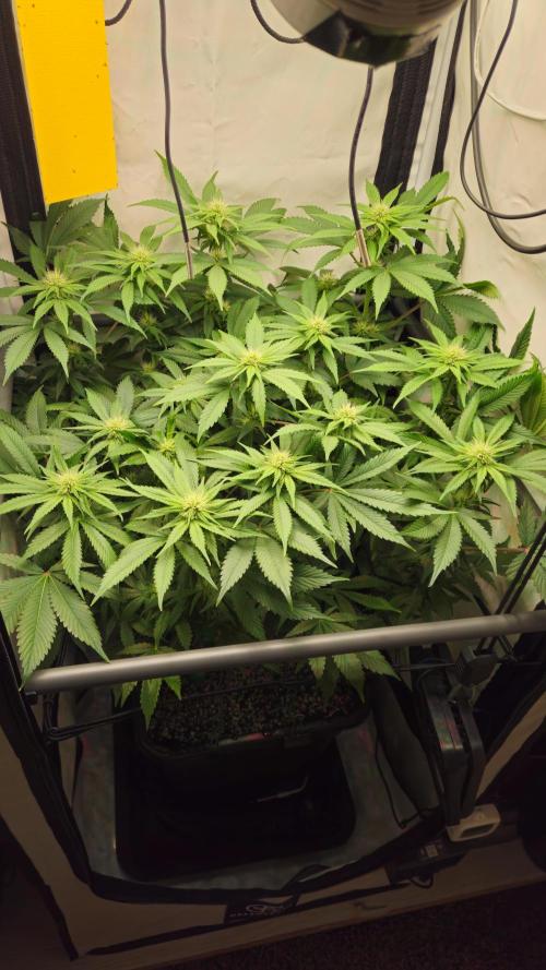 🍓🔥 AK Berry Run. Week 8