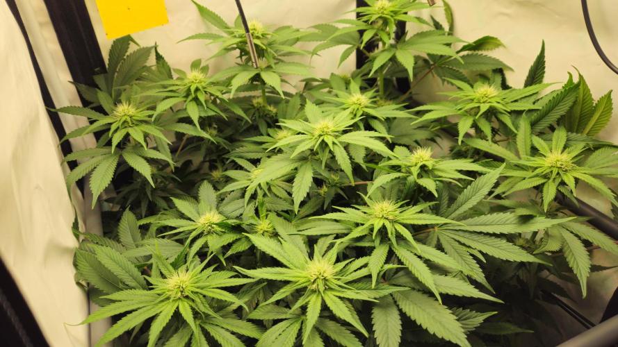 🍓🔥 AK Berry Run. Week 8