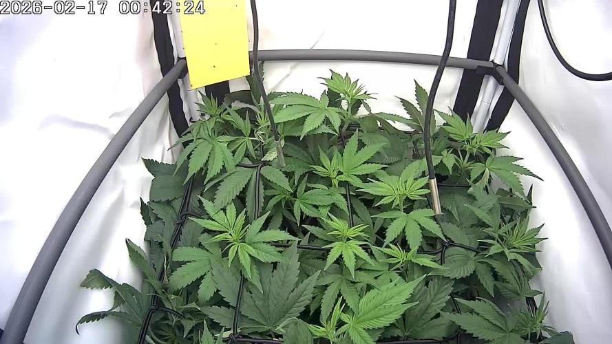 🍓🔥 AK Berry Run