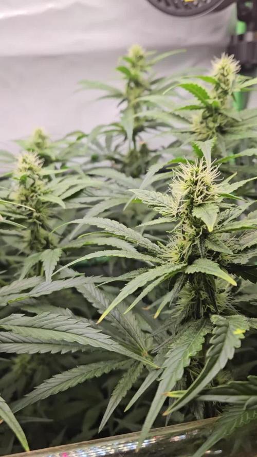 🚀 Future 1 – Advanced Indoor Grow
