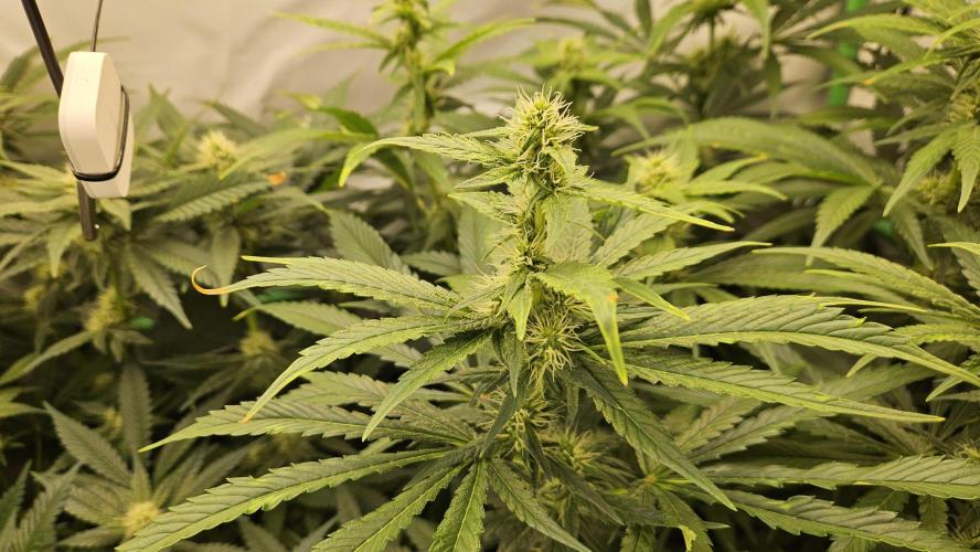 🚀 Future 1 – Advanced Indoor Grow. Week 9