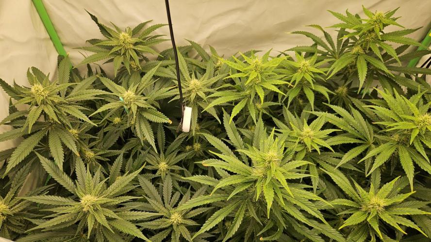 🚀 Future 1 – Advanced Indoor Grow. Week 9