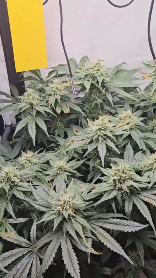 🍓🔥 AK Berry Run