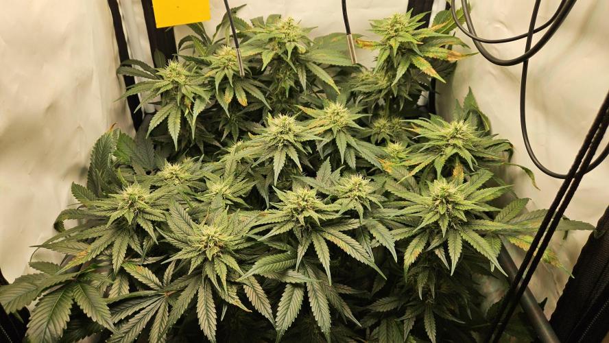 🍓🔥 AK Berry Run. Week 9