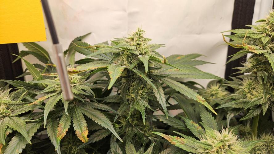 🍓🔥 AK Berry Run. Week 9