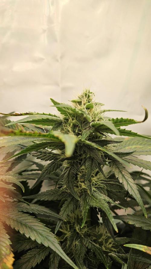 🍓🔥 AK Berry Run. Week 9