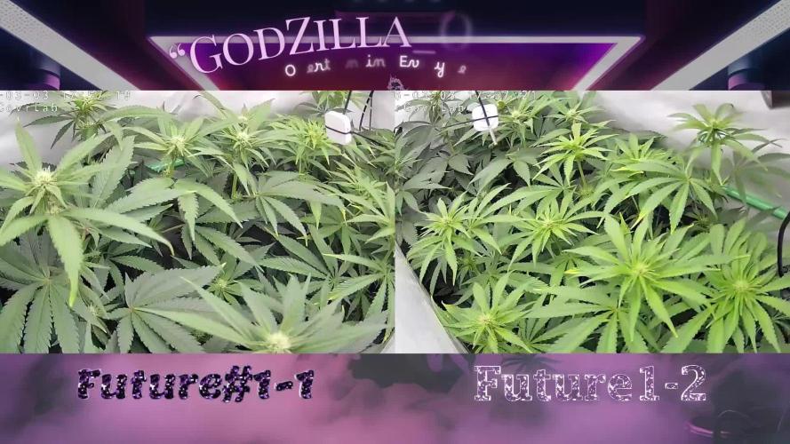 🚀 Future 1 – Advanced Indoor Grow
