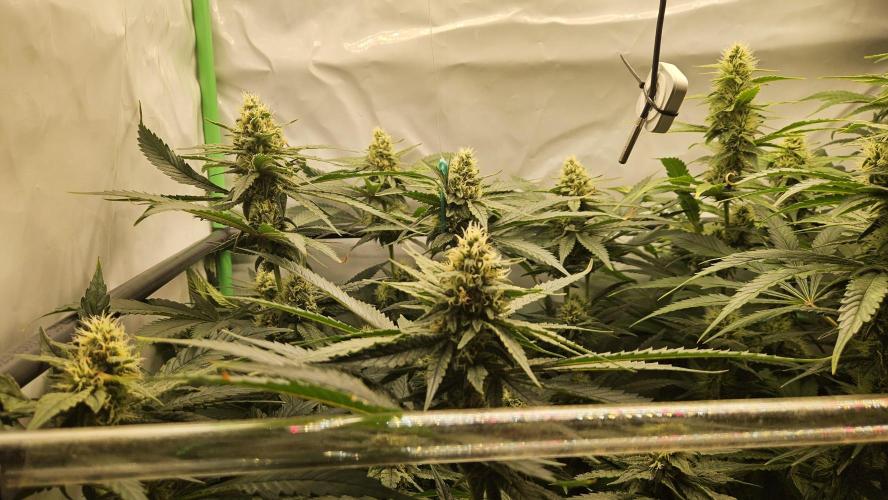 🚀 Future 1 – Advanced Indoor Grow. Week 12