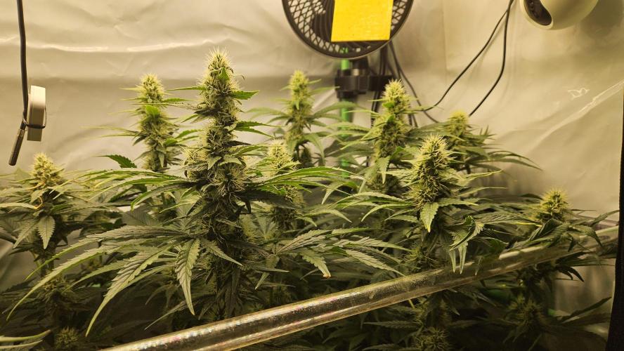 🚀 Future 1 – Advanced Indoor Grow. Week 12