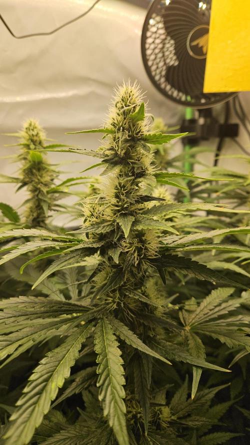 🚀 Future 1 – Advanced Indoor Grow. Week 12